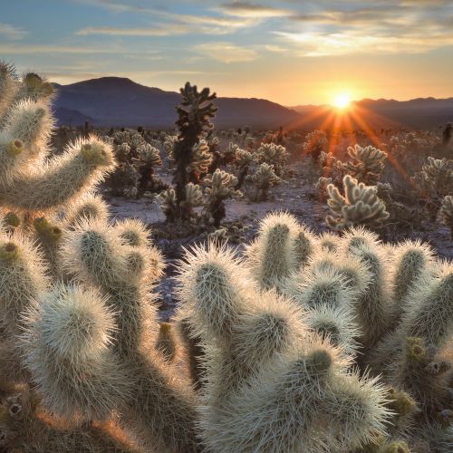 A desert landscape at sunset with cacti in the foreground and mountains in the background under a partially cloudy sky.