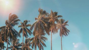 The image shows a group of tall palm trees against a clear blue sky with lens flare effects from the bright sunlight.