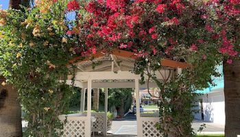 A charming gazebo covered with lush greenery and vibrant flowers, providing a picturesque and serene entrance.