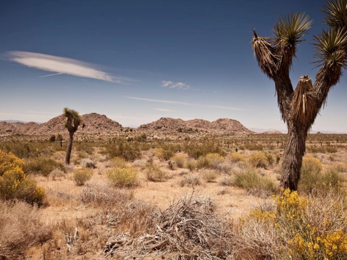 A desert landscape with Joshua trees, sparse vegetation, and distant rocky hills under a clear blue sky with a single white cloud.